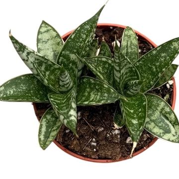 Sansevieria 'Zebra'