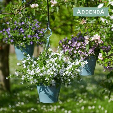 Campanula ADDENDA MIX