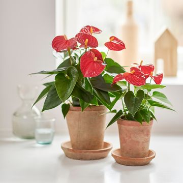 Anthurium SIERRA
