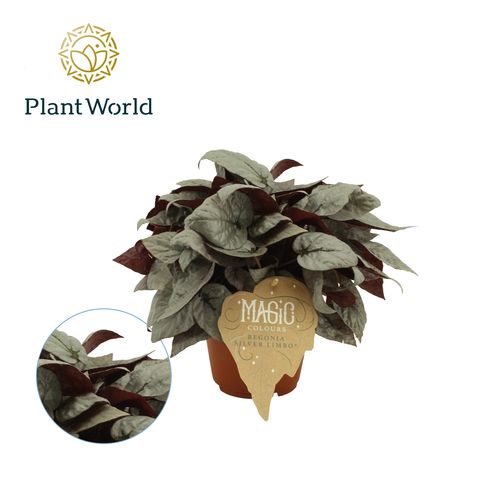 Begonia MAGIC COLOURS SILVER LIMBO