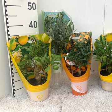Citrus & Olea MIX