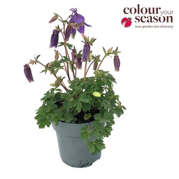 Aquilegia 'Spring Magic Blue White'