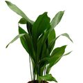 Aspidistra elatior