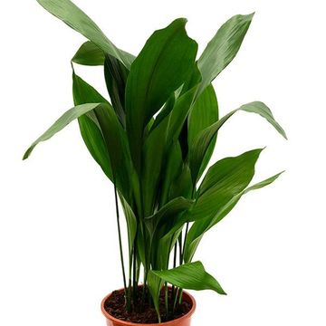Aspidistra elatior
