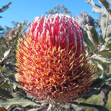 Banksia menziesii