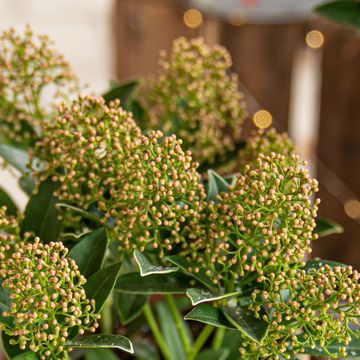 Skimmia japonica 'Marlot'