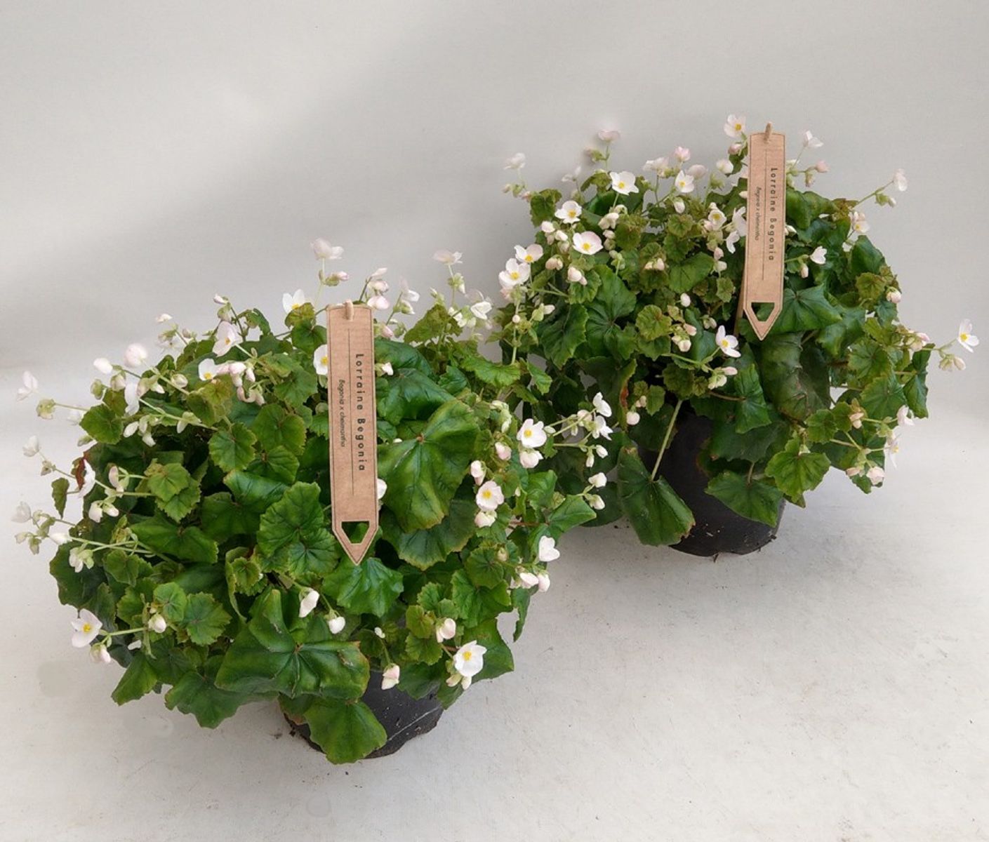 Begonia Lorraine Plant Wholesale FlorAccess begonia-lorraine-plant-wholesale-floraccess