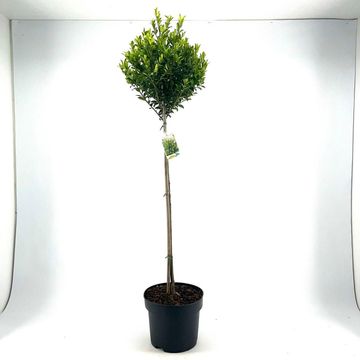 Ilex maximowicziana kanehirae