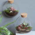 Arrangement Terrarium