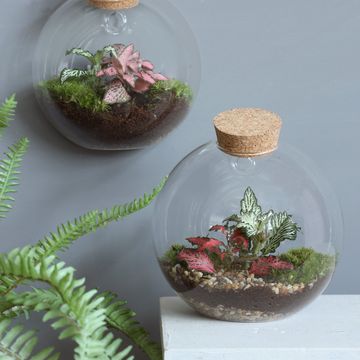 Arrangement Terrarium