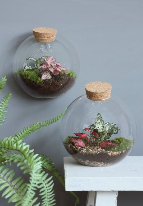 Arrangement Terrarium
