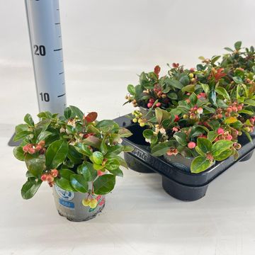 Гаултерия procumbens BIG BERRY