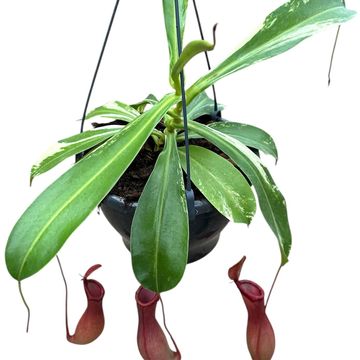 Nepenthes alata 'Variegata'
