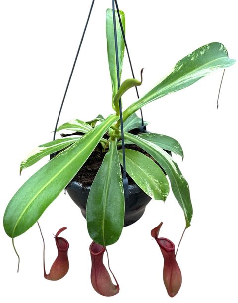Nepenthes alata 'Variegata'