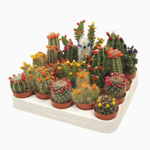 Cactus MIX