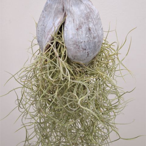 Tillandsia usneoides — Plant Wholesale FlorAccess