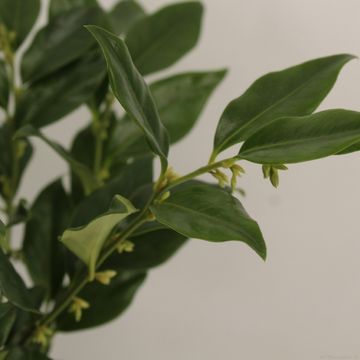 Sarcococca confusa