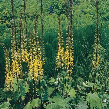 Ligularia przewalskii