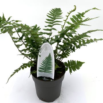 Dryopteris atrata