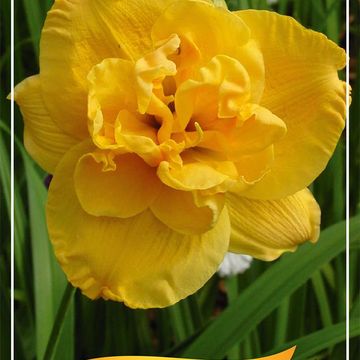 Hemerocallis 'Patricia'