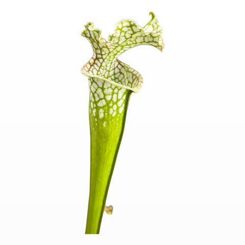 Sarracenia leucophylla