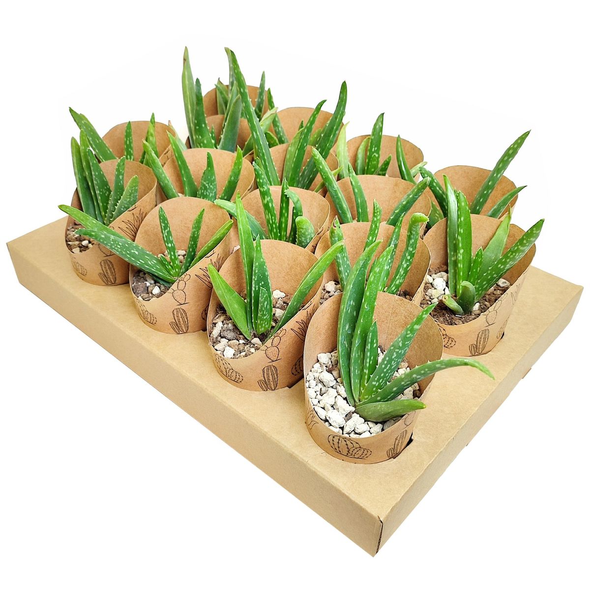 Aloe Vera Plant Wholesale FlorAccess   3v6hl34afsrse0d9aatn7je8jc7qnie2lt4armaq Big 