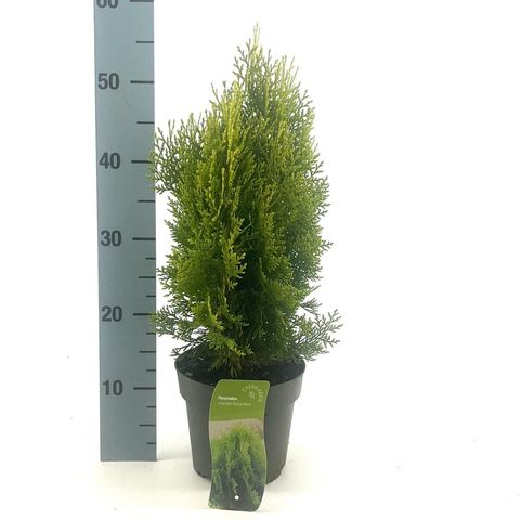 Platycladus orientalis 'Aurea Nana'