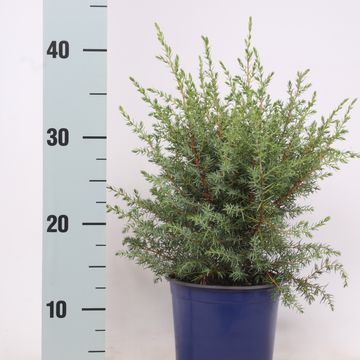 Juniperus communis 'Hibernica'