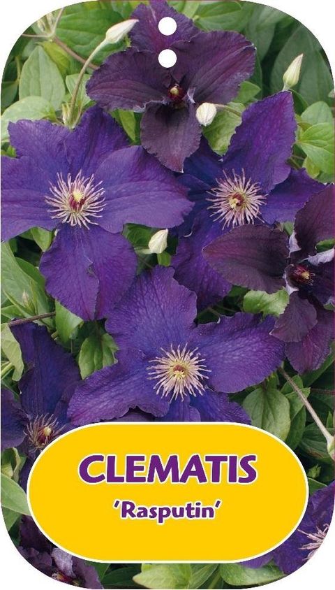Clematis 'Rasputin' (LL)