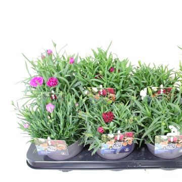 Dianthus caryophyllus MIX