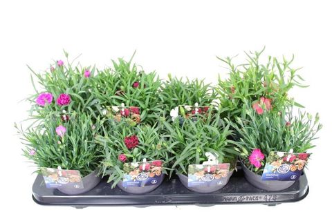 Dianthus caryophyllus MIX