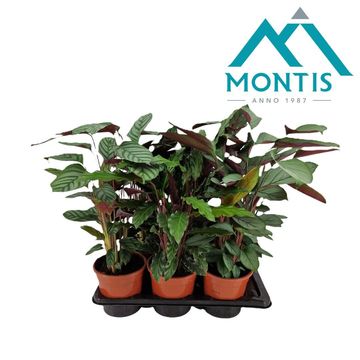 Calathea MIX