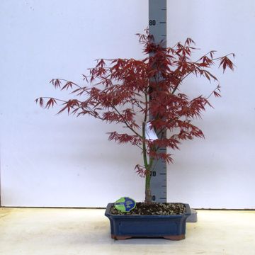 Acer palmatum 'Atropurpureum'
