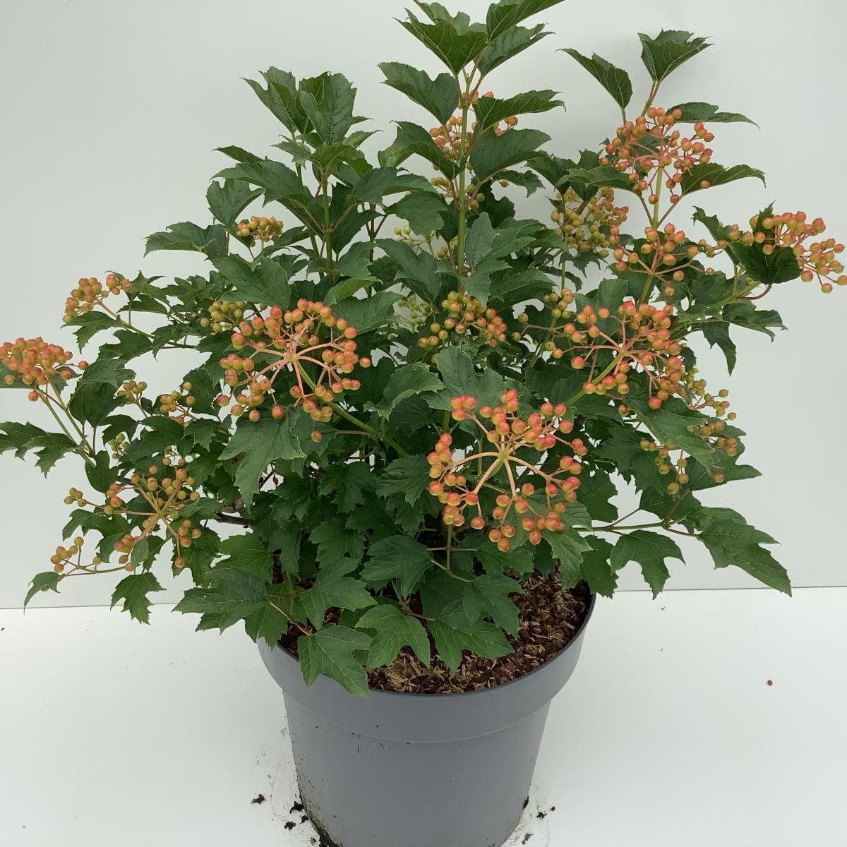 Viburnum opulus 'Compactum' — Plant Wholesale FlorAccess