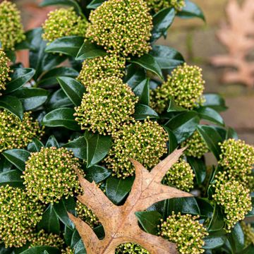 Skimmia japonica WHITE DWARF