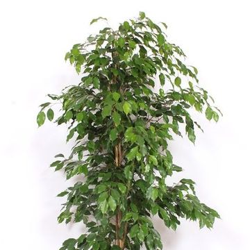 Ficus benjamina 'Exotica'