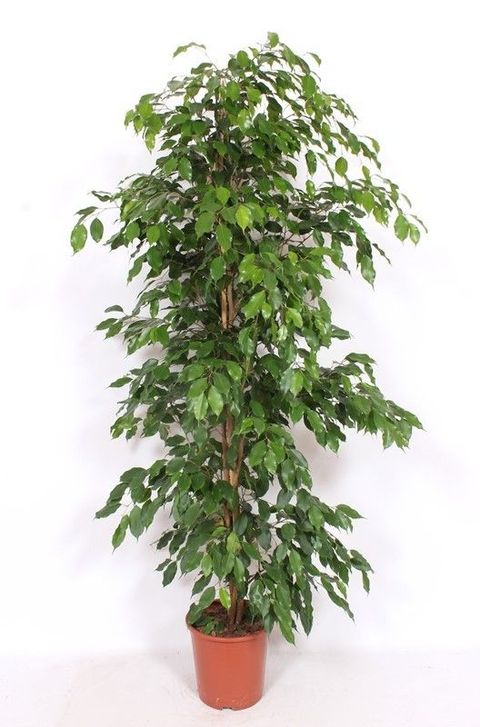 Ficus benjamina 'Exotica'