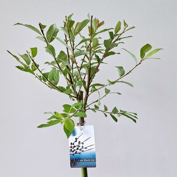 Ива gracilistyla 'Melanostachys'