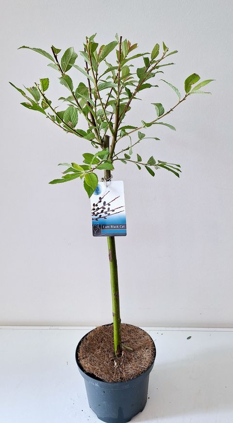 Ива gracilistyla 'Melanostachys'