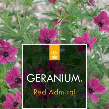 Geranium 'Red Admiral'