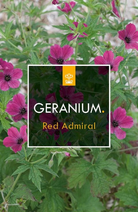 Geranium 'Red Admiral'