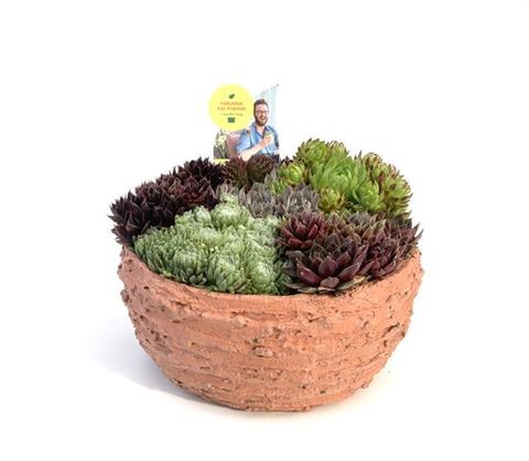 Sempervivum MIX IN POT