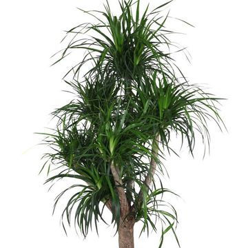 Dracaena angustifolia