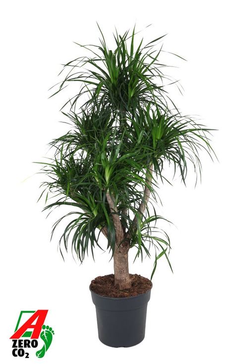 Dracaena angustifolia