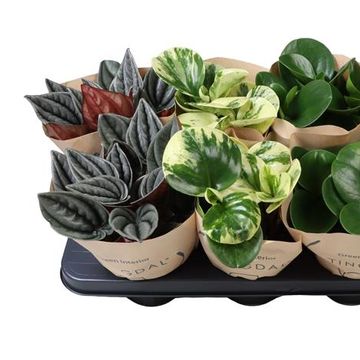 Peperomia MIX