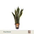Sansevieria trifasciata 'Laurentii'