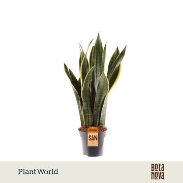 Sansevieria trifasciata 'Laurentii'