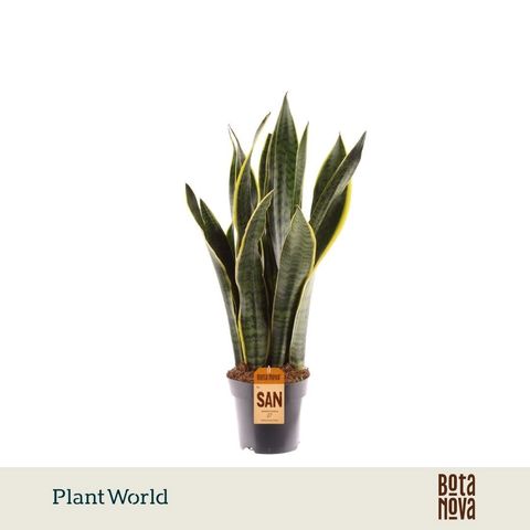 Sansevieria trifasciata 'Laurentii'