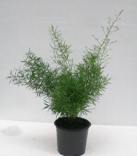 Asparagus densiflorus 'Sprengeri'