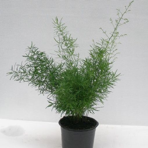 Asparagus densiflorus 'Sprengeri'